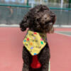 The Dink Pickleball Image