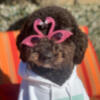 Eddie The Doodle Tee Image