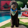 Nature Paws Co Image
