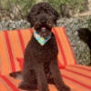 Finn Dog Bandanas Image