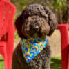 Party Pup Apparel Image