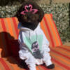 Printy Pets Image