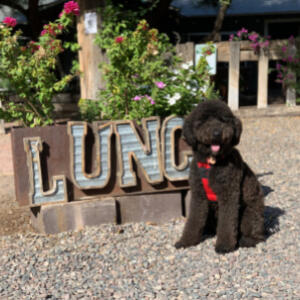 Eddie The Doodle Image